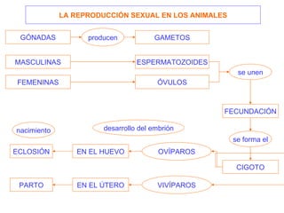 GÓNADAS GAMETOS MASCULINAS FEMENINAS ESPERMATOZOIDES ÓVULOS producen se unen FECUNDACIÓN se forma el CIGOTO ECLOSIÓN PARTO EN EL HUEVO EN EL ÚTERO OVÍPAROS VIVÍPAROS nacimiento LA REPRODUCCIÓN SEXUAL EN LOS ANIMALES desarrollo del embrión 