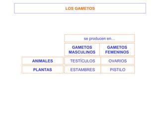 ANIMALES PLANTAS GAMETOS MASCULINOS LOS GAMETOS GAMETOS FEMENINOS se producen en… TESTÍCULOS ESTAMBRES OVARIOS PISTILO 