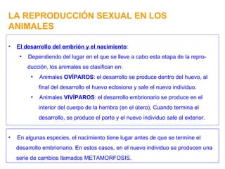 LA REPRODUCCIÓN SEXUAL EN LOS ANIMALES El desarrollo del embrión y el nacimiento : Dependiendo del lugar en el que se lleve a cabo esta etapa de la repro- ducción, los animales se clasifican en: Animales  OVÍPAROS : el desarrollo se produce dentro del huevo, al final del desarrollo el huevo eclosiona y sale el nuevo individuo. Animales  VIVÍPAROS : el desarrollo embrionario se produce en el interior del cuerpo de la hembra (en el útero). Cuando termina el desarrollo, se produce el parto y el nuevo individuo sale al exterior. En algunas especies, el nacimiento tiene lugar antes de que se termine el desarrollo embrionario. En estos casos, en el nuevo individuo se producen una serie de cambios llamados METAMORFOSIS. 