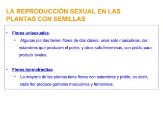 LA REPRODUCCIÓN SEXUAL EN LAS PLANTAS CON SEMILLAS Flores unisexuales : Algunas plantas tienen flores de dos clases, unas solo masculinas, con estambres que producen el polen; y otras solo femeninas, con pistilo para producir óvulos. Flores hermafroditas : La mayoría de las plantas tiene flores con estambres y pistilo, es decir, cada flor produce gametos masculinos y femeninos. 