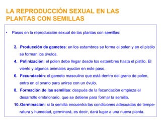LA REPRODUCCIÓN SEXUAL EN LAS PLANTAS CON SEMILLAS Pasos en la reproducción sexual de las plantas con semillas: Producción de gametos : en los estambres se forma el polen y en el pistilo se forman los óvulos. Polinización : el polen debe llegar desde los estambres hasta el pistilo. El viento y algunos animales ayudan en este paso. Fecundación : el gameto masculino que está dentro del grano de polen, entra en el ovario para unirse con un óvulo. Formación de las semillas : después de la fecundación empieza el desarrollo embrionario, que se detiene para formar la semilla. Germinación : si la semilla encuentra las condiciones adecuadas de tempe- ratura y humedad, germinará, es decir, dará lugar a una nueva planta. 