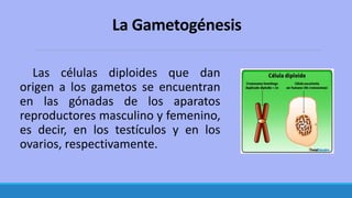 La Gametogénesis
Las células diploides que dan
origen a los gametos se encuentran
en las gónadas de los aparatos
reproductores masculino y femenino,
es decir, en los testículos y en los
ovarios, respectivamente.
 