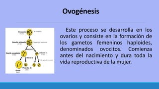 Ovogénesis
Este proceso se desarrolla en los
ovarios y consiste en la formación de
los gametos femeninos haploides,
denominados ovocitos. Comienza
antes del nacimiento y dura toda la
vida reproductiva de la mujer.
 