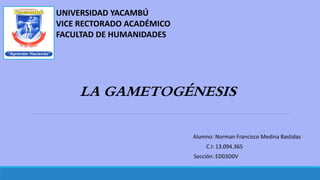 UNIVERSIDAD YACAMBÚ
VICE RECTORADO ACADÉMICO
FACULTAD DE HUMANIDADES
LA GAMETOGÉNESIS
Alumno: Norman Francisco Medina Bastidas
C.I: 13.094.365
Sección: ED03D0V
 
