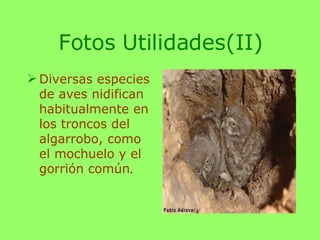 Fotos Utilidades(II) Diversas especies de aves nidifican habitualmente en los troncos del algarrobo, como el mochuelo y el gorrión común . 