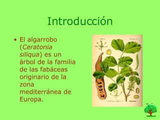 Introducción El algarrobo ( Ceratonia siliqua ) es un árbol de la familia de las fabáceas originario de la zona mediterránea de Europa. 