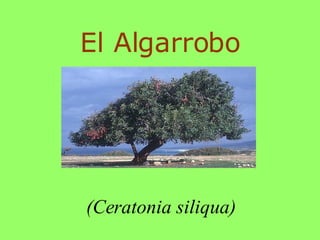 El Algarrobo (Ceratonia siliqua) 