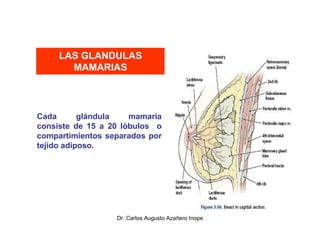 La Glandula Mamaria