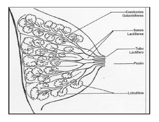 La Glandula Mamaria