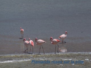 Flamands roses sur la côte 