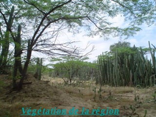 Végétation de la région 