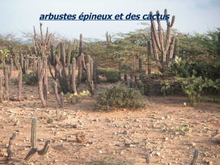 arbustes épineux et des cactus 
