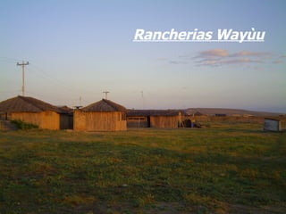 Rancherias Wayùu 