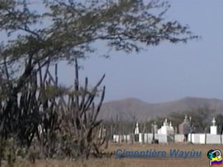 Cimentière Wayùu 