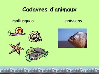 Cadavres d’animaux mollusques poissons 