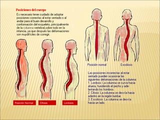 Cifosis Posición Normal Lordosis 
