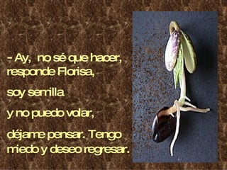 -  Ay,  no sé que hacer, responde Florisa, soy semilla y no puedo volar,  déjame pensar. Tengo miedo y deseo regresar . 