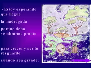 - Estoy esperando que llegue la madrugada porque debo sembrarme pronto  para crecer y ser tu resguardo  cuando sea grande .   