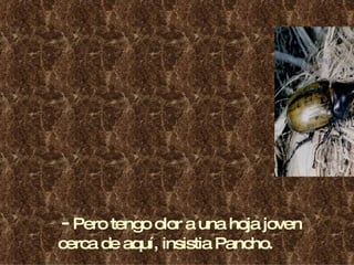 -  Pero tengo olor a una hoja joven cerca de aquí, insistia Pancho. 