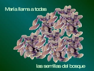 María llama a todas las semillas del bosque 