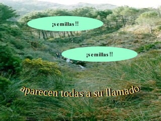 APARECEN TODAS A SU LLAMADO aparecen todas a su llamado ¡semillas!! ¡semillas!! 