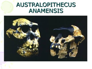 AUSTRALOPITHECUS ANAMENSIS 