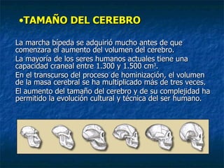 TAMAÑO DEL CEREBRO La marcha bípeda se adquirió mucho antes de que comenzara el aumento del volumen del cerebro.  La mayoría de los seres humanos actuales tiene una capacidad craneal entre 1.300 y 1.500 cm 3 .  En el transcurso del proceso de hominización, el volumen de la masa cerebral se ha multiplicado más de tres veces.  El aumento del tamaño del cerebro y de su complejidad ha permitido la evolución cultural y técnica del ser humano.  
