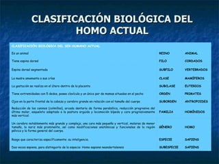 CLASIFICACIÓN BIOLÓGICA DEL HOMO ACTUAL SAPIENS SUBESPECIE Dos veces sapiens, para distinguirlo de la especie: Homo sapiens neandertalensis SAPIENS ESPECIE Rasgo que caracteriza específicamente: su inteligencia. HOMO GÉNERO Un cerebro notablemente más grande y complejo, una cara más pequeña y vertical, molares de menor tamaño, la nariz más prominente, así como modificaciones anatómicas y funcionales de la región pélvica y la forma general del cuerpo. HOMÍNIDOS FAMILIA Reducción de los caninos (colmillos), arcada dentaria de forma parabólica, reducción progresiva del último molar, esqueleto adaptado a la postura erguida y locomoción bípeda y cara progresivamente más vertical.  ANTROPOIDES SUBORDEN Ojos en la parte frontal de la cabeza y cerebro grande en relación con el tamaño del cuerpo PRIMATES ORDEN Tiene extremidades con 5 dedos, posee clavícula y un único par de mamas situadas en el pecho EUTERIOS SUBCLASE La gestación se realiza en el útero dentro de la placenta MAMÍFEROS CLASE La madre amamanta a sus crías VERTEBRADOS SUBFILO Espina dorsal segmentada CORDADOS FILO Tiene espina dorsal ANIMAL REINO Es un animal CLASIFICACIÓN BIOLÓGICA DEL SER HUMANO ACTUAL 