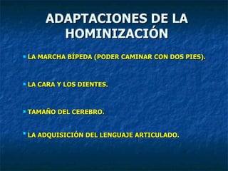ADAPTACIONES DE LA HOMINIZACIÓN LA MARCHA BÍPEDA (PODER CAMINAR CON DOS PIES). LA CARA Y LOS DIENTES.   TAMAÑO DEL CEREBRO.   LA ADQUISICIÓN DEL LENGUAJE ARTICULADO.   