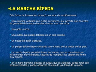 LA MARCHA BÍPEDA Esta forma de locomoción provocó una serie de modificaciones: Una columna vertebral con cuatro curvaturas, que permite que el centro de gravedad del cuerpo describa al andar casi una recta. Una pelvis ancha. Una rodilla que puede doblarse en un solo sentido. Un hueso del talón alargado. Un pulgar del pie largo y alineado con el resto de los dedos de los pies. La marcha bípeda permitió liberar las manos, que se convirtieron en instrumentos muy sensibles, capaces de manipular los objetos de forma muy precisa.  En la mano humana, destaca el pulgar, que es alargado, puede rotar con bastante libertad y puede oponerse al resto de los dedos de la mano.  