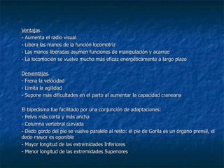 Ventajas . - Aumenta el radio visual. - Libera las manos de la función locomotriz - Las manos liberadas asumen funciones de manipulación y acarreo - La locomoción se vuelve mucho más eficaz energéticamente a largo plazo Desventajas . - Frena la velocidad - Limita la agilidad - Supone más dificultades en el parto al aumentar la capacidad craneana   El bipedismo fue facilitado por una conjunción de adaptaciones: - Pelvis más corta y más ancha - Columna vertebral curvada - Dedo gordo del pie se vuelve paralelo al resto: el pie de Gorila es un órgano prensil, el dedo mayor es oponible - Mayor longitud de las extremidades Inferiores - Menor longitud de las extremidades Superiores 