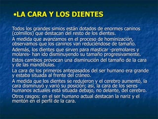 LA CARA Y LOS DIENTES Todos los grandes simios están dotados de enormes caninos (colmillos) que destacan del resto de los dientes.  A medida que avanzamos en el proceso de hominización, observamos que los caninos van reduciéndose de tamaño.  Además, los dientes que sirven para masticar -premolares y molares- han ido disminuyendo su tamaño progresivamente.  Estos cambios provocan una disminución del tamaño de la cara y de las mandíbulas. La cara de los primeros antepasados del ser humano era grande y estaba situada al frente del cráneo.  A medida que los dientes se redujeron y el cerebro aumentó, la cara disminuyó y varió su posición; así, la cara de los seres humanos actuales está situada debajo, no delante, del cerebro.  Otros rasgos: en el ser humano actual destacan la nariz y el mentón en el perfil de la cara.  
