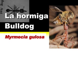 La hormiga Bulldog Myrmecia gulosa 