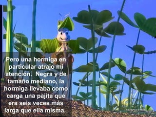 Pero una hormiga en particular atrajo mi   atención.  Negra y de tamaño mediano, la hormiga llevaba como carga una pajita que era seis veces más larga que ella misma.  