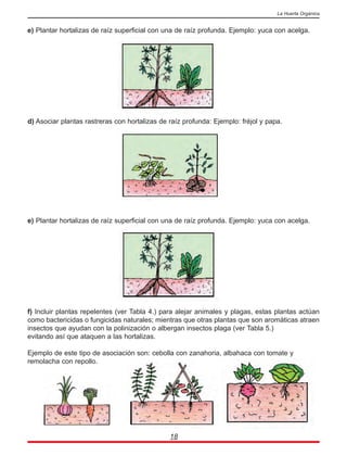 e) Plantar hortalizas de raíz superficial con una de raíz profunda. Ejemplo: yuca con acelga.
d) Asociar plantas rastreras con hortalizas de raíz profunda: Ejemplo: fréjol y papa.
e) Plantar hortalizas de raíz superficial con una de raíz profunda. Ejemplo: yuca con acelga.
f) Incluir plantas repelentes (ver Tabla 4.) para alejar animales y plagas, estas plantas actúan
como bactericidas o fungicidas naturales; mientras que otras plantas que son aromáticas atraen
insectos que ayudan con la polinización o albergan insectos plaga (ver Tabla 5.)
evitando así que ataquen a las hortalizas.
Ejemplo de este tipo de asociación son: cebolla con zanahoria, albahaca con tomate y
remolacha con repollo.
18
La Huerta Orgánica
 