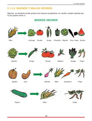 2.1.3.2. BUENOS Y MALOS VECINOS
Algunas se siembran juntas porque son buenas compañeras, en cambio, existen plantas que
no se quieren entre sí.
BUENOS VECINOS
19
La Huerta Orgánica
Maíz Lechuga Tomate Arveja Pimentón Repollo Yuca Papa Sandía
Repollo Arveja Tomate Rábano Acelga Fréjol
Zapallo Joco Cebolla Maíz Zanahoria Fréjol
Pepino Maíz Fréjol
 