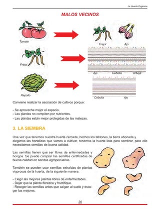 MALOS VECINOS
Conviene realizar la asociación de cultivos porque:
- Se aprovecha mejor el espacio.
- Las plantas no compiten por nutrientes.
- Las plantas están mejor protegidas de las malezas.
3. LA SIEMBRA
Una vez que tenemos nuestra huerta cercada, hechos los tablones, la tierra abonada y
elegimos las hortalizas que vamos a cultivar, tenemos la huerta lista para sembrar, para ello
necesitamos semillas de buena calidad.
Las semillas tienen que ser libres de enfermedades y
hongos. Se puede comprar las semillas certificadas de
buena calidad en tiendas agropecuarias.
También se pueden usar semillas extraídas de plantas
vigorosas de la huerta, de la siguiente manera:
- Elegir las mejores plantas libres de enfermedades.
- Dejar que la planta florezca y fructifique.
- Recoger las semillas antes que caigan al suelo y esco-
ger las mejores.
20
La Huerta Orgánica
Tomate
Repollo
Fréjol
Ajo Cebolla Arbeja
Frejol Ajo
Cebolla Ajo
 