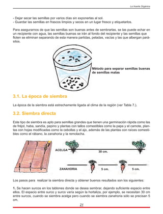 - Dejar secar las semillas por varios días sin exponerlas al sol.
- Guardar las semillas en frascos limpios y secos en un lugar fresco y etiquetarlos.
Para asegurarnos de que las semillas son buenas antes de sembrarlas, se las puede echar en
un recipiente con agua, las semillas buenas se irán al fondo del recipiente y las semillas que
floten se eliminan separando de esta manera partidas, peladas, vacías y las que albergan pará-
sitos.
Método para separar semillas buenas
de semillas malas
3.1. La época de siembra
La época de la siembra está estrechamente ligada al clima de la región (ver Tabla 7.).
3.2. Siembra directa
Este tipo de siembra es apto para semillas grandes que tienen una germinación rápida como las
de fréjol, haba, sandía, pepino y plantas con tallos comestibles como la papa y el camote, plan-
tas con hojas modificadas como la cebollas y el ajo, además de las plantas con raíces comesti-
bles como el rábano, la zanahoria y la remolacha.
Los pasos para realizar la siembra directa y obtener buenos resultados son los siguientes:
1. Se hacen surcos en los tablones donde se desea sembrar, dejando suficiente espacio entre
ellos. El espacio entre surco y surco varía según la hortaliza, por ejemplo, se necesitan 30 cm
entre surcos, cuando se siembra acelga pero cuando se siembra zanahoria sólo se precisan 5
cm.
21
La Huerta Orgánica
ACELGA
30 cm.
ZANAHORIA 5 cm. 5 cm.
 