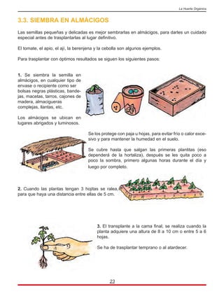 3.3. SIEMBRA EN ALMÁCIGOS
Las semillas pequeñas y delicadas es mejor sembrarlas en almácigos, para darles un cuidado
especial antes de trasplantarlas al lugar definitivo.
El tomate, el apio, el ají, la berenjena y la cebolla son algunos ejemplos.
Para trasplantar con óptimos resultados se siguen los siguientes pasos:
1. Se siembra la semilla en
almácigos, en cualquier tipo de
envase o recipiente como ser
bolsas negras plásticas, bande-
jas, macetas, tarros, cajones de
madera, almacigueras
complejas, llantas, etc.
Los almácigos se ubican en
lugares abrigados y luminosos.
Se los protege con paja u hojas, para evitar frío o calor exce-
sivo y para mantener la humedad en el suelo.
Se cubre hasta que salgan las primeras plantitas (eso
dependerá de la hortaliza), después se les quita poco a
poco la sombra, primero algunas horas durante el día y
luego por completo.
2. Cuando las plantas tengan 3 hojitas se ralea,
para que haya una distancia entre ellas de 5 cm.
3. El transplante a la cama final, se realiza cuando la
planta adquiere una altura de 8 a 10 cm o entre 5 a 6
hojas.
Se ha de trasplantar temprano o al atardecer.
23
La Huerta Orgánica
 