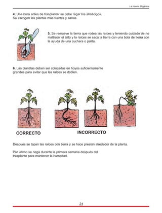 4. Una hora antes de trasplantar se debe regar los almácigos.
Se escogen las plantas más fuertes y sanas.
5. Se remueve la tierra que rodea las raíces y teniendo cuidado de no
maltratar el tallo y la raíces se saca la tierra con una bola de tierra con
la ayuda de una cuchara o palita.
6. Las plantitas deben ser colocadas en hoyos suficientemente
grandes para evitar que las raíces se doblen.
Después se tapan las raíces con tierra y se hace presión alrededor de la planta.
Por último se riega durante la primera semana después del
trasplante para mantener la humedad.
24
La Huerta Orgánica
CORRECTO INCORRECTO
 