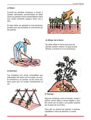 c) Raleo:
Cuando las plantitas empiezan a crecer y
quedan demasiado amontonadas se debe
sacar las plantas menos desarrolladas hasta
que exista suficiente espacio entre una y
otra.
El raleo debe ser aplicado lo mas temprano
posible para que beneficie el crecimiento de
las plantas.
26
La Huerta Orgánica
d) Aflojar de la tierra:
Se debe aflojar la tierra para que las
plantas puedan respirar, el agua pueda
filtrarse y el terreno no se encharque.
e) Aporque:
Las hortalizas con raíces comestibles que
sobresalen del suelo como la papa, la yuca,
la remolacha y el camote, se las cubre con
tierra para que no reciban directamente el
sol.
f) Tutoraje:
Algunas hortalizas como el tomate, arveja o
pepino, tienen tallos y ramas frágiles y sue-
len crecer por el suelo o se pueden quebrar
por el peso de sus frutos.
Para ello se amarra las plantas a estacas,
caballetes o hilos de alambre o cuerda.
 