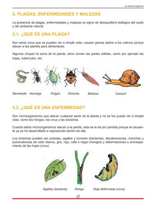 5. PLAGAS, ENFERMEDADES Y MALEZAS
La presencia de plagas, enfermedades y malezas es signo de desequilibrio biológico del suelo
y del ambiente natural.
5.1. ¿QUÉ ES UNA PLAGA?
Son seres vivos que se pueden ver a simple vista, causan graves daños a los cultivos porque
atacan a las plantas para alimentarse.
Algunos chupan la savia de la planta, otros comen las partes sólidas, como por ejemplo las
hojas, tubérculos, etc.
5.2. ¿QUÉ ES UNA ENFERMEDAD?
Son microorganismos que atacan cualquier parte de la planta y no se los puede ver a simple
vista. como los hongos, los virus y las bacterias.
Cuando éstos microorganismos atacan a la planta, esta se la da por perdida porque el causan-
te ya se ha desarrollado e reproducido dentro de ella.
Los síntomas pueden ser pústulas, agallas y tumores (bacterias), decoloraciones, manchas y
pulverulencias de color blanco, gris, rojo, café o negro (hongos) y deformaciones o encrespa-
miento de las hojas (virus).
27
La Huerta Orgánica
Nematodo Hormiga Pulgón Chinche Babosa Caracol
Agallas (bacteria) Hongo Hoja deformada (virus)
 