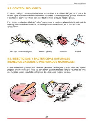 5.5. CONTROL BIOLÓGICO
El control biológico consiste principalmente en mantener el equilibrio biológico de la huerta, lo
cual se logra incrementando la diversidad de hortalizas, plantas repelentes, plantas aromáticas
y plantas que sean hospederos para insectos benéficos e incluso insectos plagas.
Esto favorece a la diversidad de "bichos" que ayudan a mantener el equilibrio biológico de la
huerta y promueve el desarrollo de los enemigos naturales evitando así la utilización de
agroquímicos.
5.6. INSECTICIDAS Y BACTERICIDAS NATURALES
(REMEDIOS CASEROS O PREPARADOS NATURALES)
Existen insecticidas y bactericidas naturales (remedios caseros) que pueden servir para repeler
plagas y enfermedades (ver Tabla 6.), pero tienen que ser utilizados siempre y cuando los otros
dos métodos no dan resultado o el número de estos seres vivos es elevado.
29
La Huerta Orgánica
tata dios o mantis religiosa leones (áfidos) mariquita libélula
 