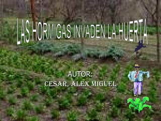 AUTOR: Cesar, Alex miguel LAS HORMIGAS INVADEN LA HUERTA 