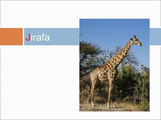 J irafa 