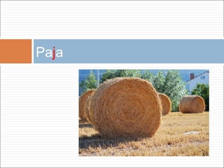 Pa j a 