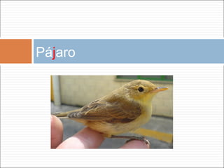 Pá j aro 