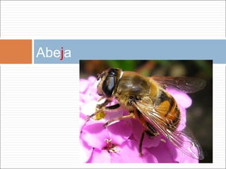 Abe j a 