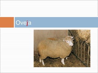 Ove j a 