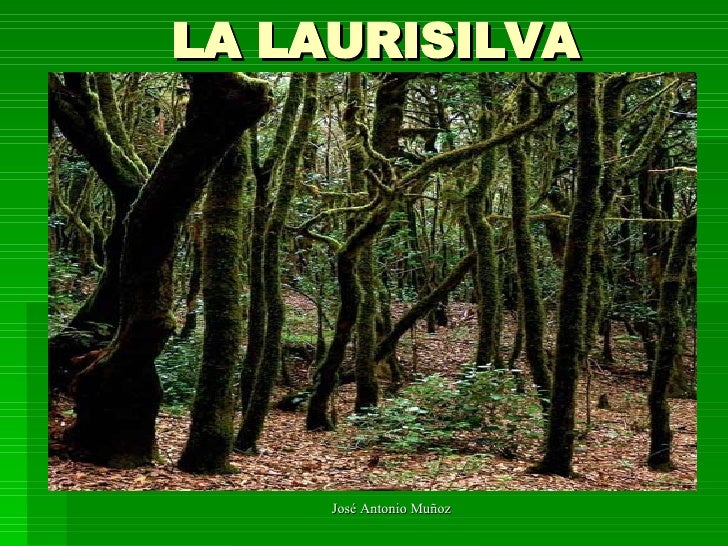 La Laurisilva